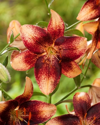 लिली "चॉकलेट इवेंट" - 