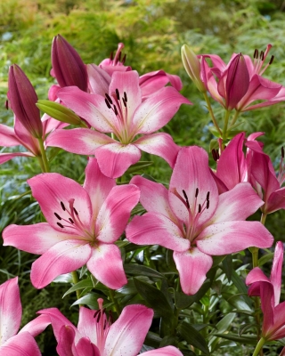 ลิลลี่ "Palena" - 