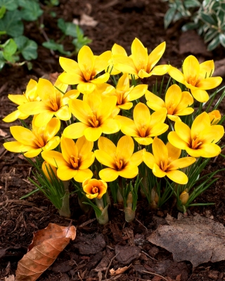 Crocus Korolkowii - nagy csomag! - 100 db - 