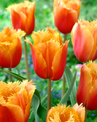Tulipa Lambada - Tulip Lambada - 5 bebawang
