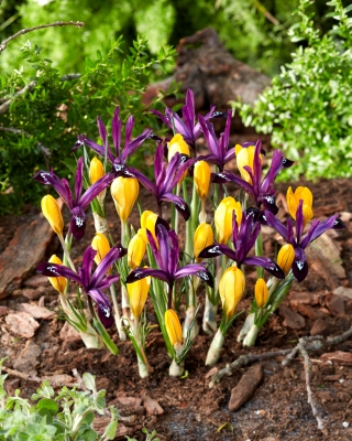 Ensemble crocus jaune et iris violet - 100 pièces - 