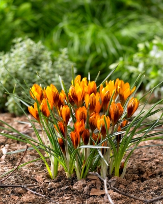 מונרך כתום של כרכום - חבילה גדולה! - 100 יח ' - 