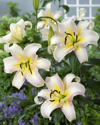 نیلوفر درختی - اورندی - بسته بزرگ! - 10 عدد - 