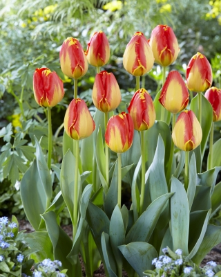 'Banja Luka' tulp - suur pakk - 50 tk - 