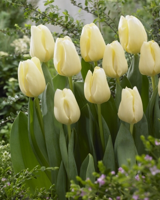Tulip 'Cheers' - großes Paket - 50 Stück - 
