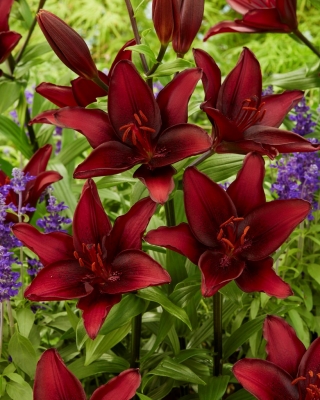 Lily - 'Mascara' - nagy csomag - 10 db - 