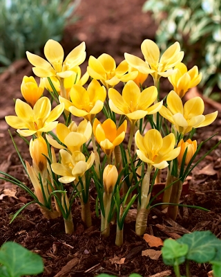 番红花浪漫-大包装！ -100个 - 