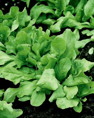 Πράσινο ραδίκι "Zuccherina di Trieste" - radicchio - 