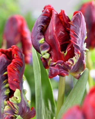 Tulip 'Rococo' - suur pakk - 50 tk - 