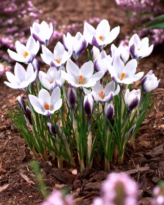 Crocus Lady Killer - 10 крушки