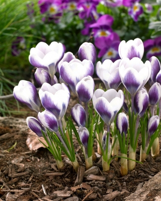 Crocus 'Prins Claus' - großes Paket - 100 Stück - 