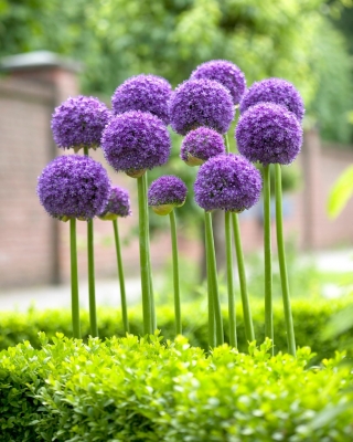 Allium Gladiator - umbi / umbi / akar