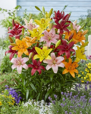 Lily mix - 30 buc - 