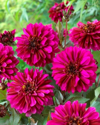 Dalija - vijolična meglica