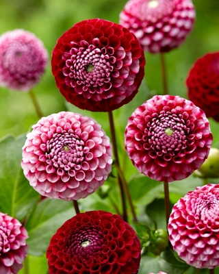 Dahlia - Chick a Dee USA