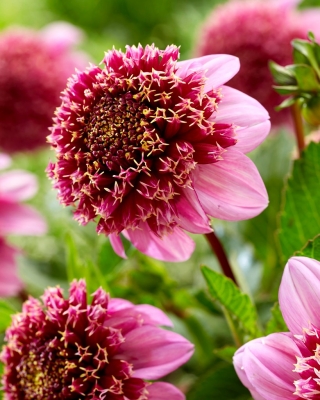 Далия - Fenna Baaij