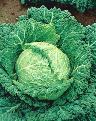 Savoikål - Aubervilliers - 1 frø - Brassica oleracea var. sabauda