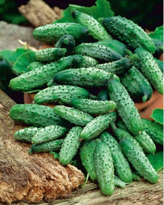 오이 "Regal"-초기 F1 하이브리드 품종 - 