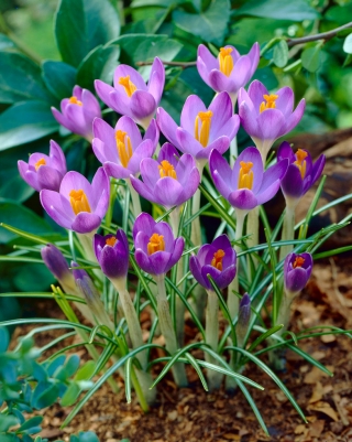 クロッカスバーズパープル-ラージパッケージ！ -100個 - 