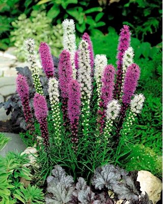 조밀 한 타오르는 별-다양한 믹스; 프레리 게이 깃털 - 