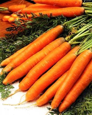 Carrot Alfa F1 - medium late variety