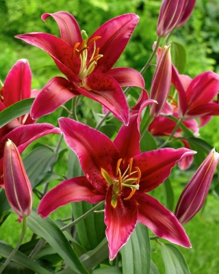 Punainen kukallinen puulilja - 