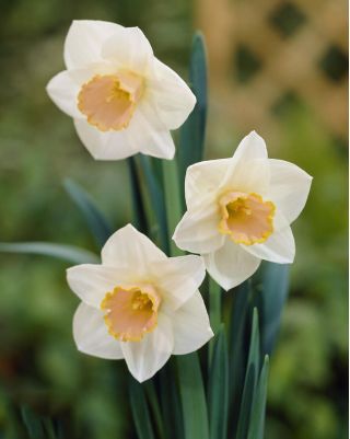 Narsissit - Salome - paketti 5 kpl - Narcissus