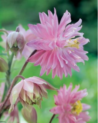Almindelig akeleje - Pink Barlow - Aquilegia vulgaris