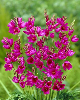 익 시아-마벨-25 pc; 옥수수 백합 - 