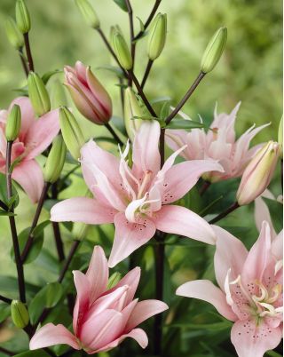 Lelija Azijos - Elodie - Lilium Asiatic Elodie