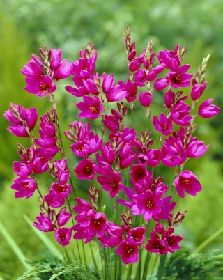 Loominguline kevad - 4 taimeliigi komplekt - 350 tk. - 