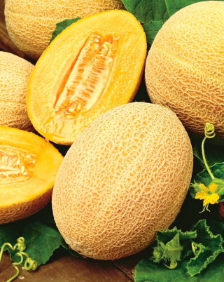 멜론 "파인애플" - 