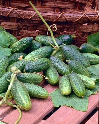 ककड़ी "अल्हाबरा" - एक बीज टेप पर क्षेत्र की विविधता - 