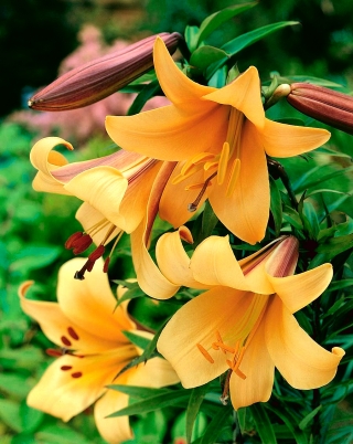 Lilium, Lily African Queen