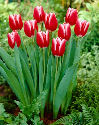 Tulpe 'Kung Fu' - großes Paket - 50 Stück - 