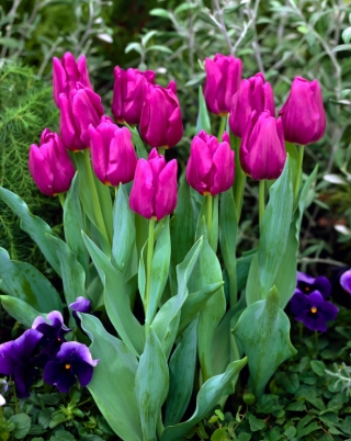 Tulip 'Passionale' - XXXL pakk! - 250 tk - 
