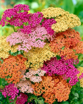 Achillea comune - mix di colori