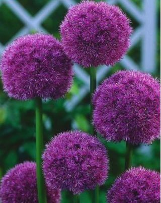 Allium His Excellency
