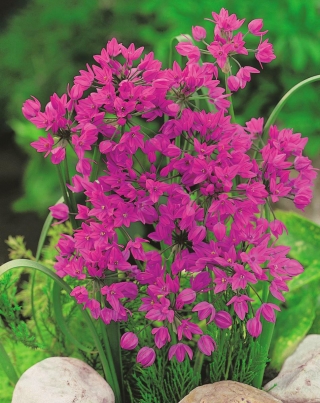 Loominguline kevad - 4 taimeliigi komplekt - 350 tk. - 