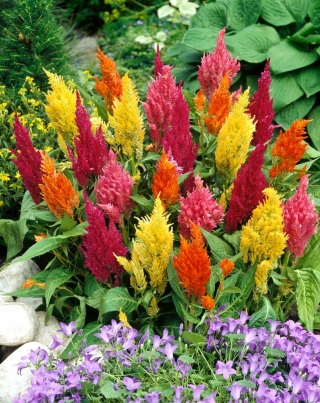ארנבת זבוב, זנב כסף - מגוון נמוך - 600 זרעים - Celosia argentea plumosa
