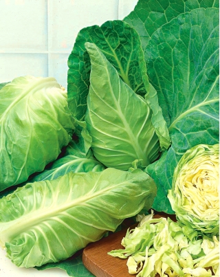 Кочанная капуста - Express - белый - 200 семена - Brassica oleracea convar. capitata var. alba