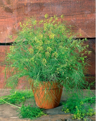 生物 - 花园莳萝 - 经过认证的有机种子 -  2800粒种子 - Anethum graveolens L. - 種子