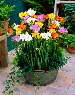 فريزيا مزيج واحد - 10 البصلة - Freesia