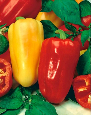 فلفل حلو "Bogna" - 