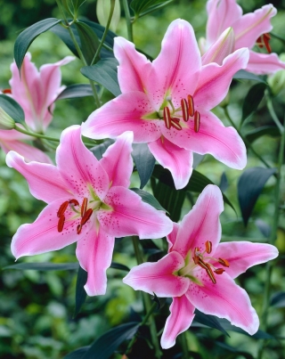 ลิลลี่ "ซอร์บอน" - 