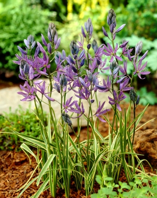 Camas Blue Melody - 10 buc; quamash, zambila indiană, camash, zambila sălbatică, Camassia - 