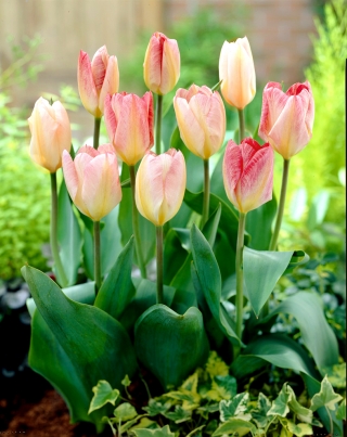 Tulip Flaming Purissima - 5 pcs