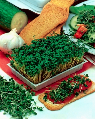 発芽種子-グリーンケール - 