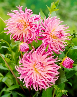 Dālija - Zvaigznes mīļākā