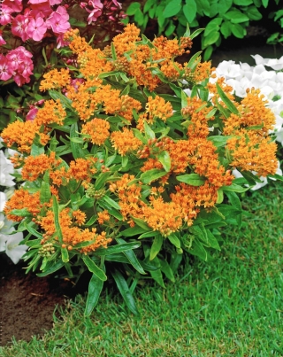 Tuberosa loosestrife - stāds